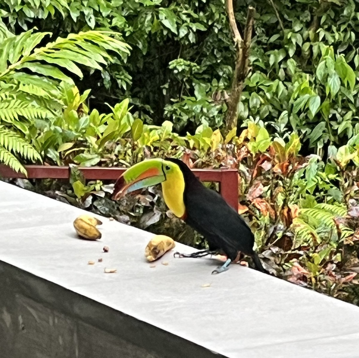 Fischertukan - ML645648999