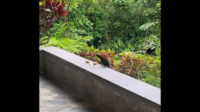 Тукан жовтогорлий - ML645649000