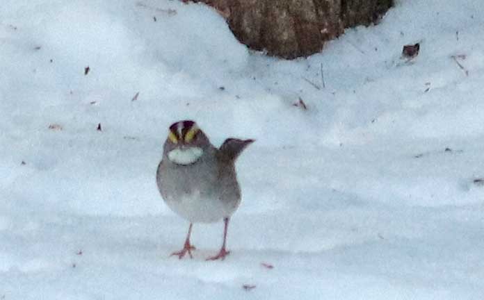 White-throated Sparrow - ML645649001