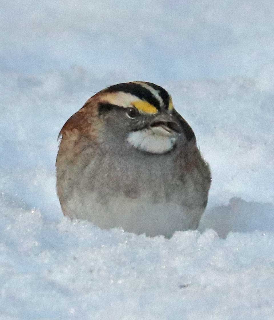 White-throated Sparrow - ML645649005