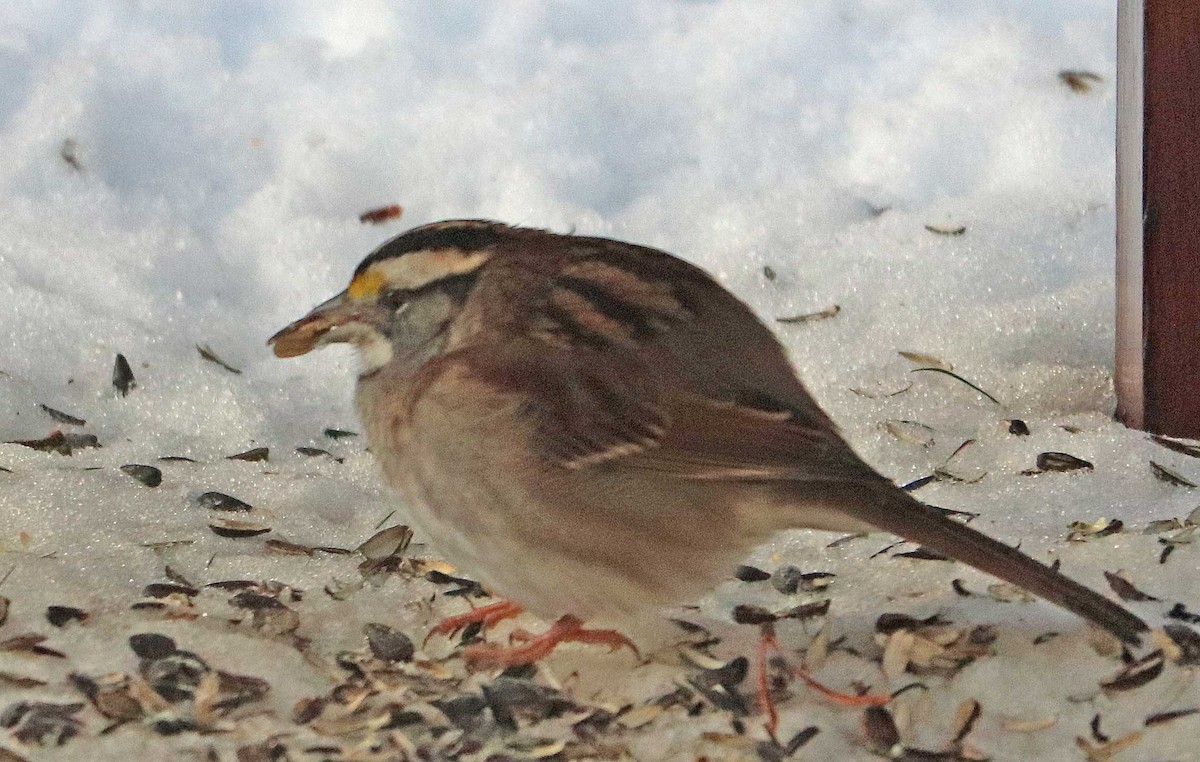 White-throated Sparrow - ML645649007