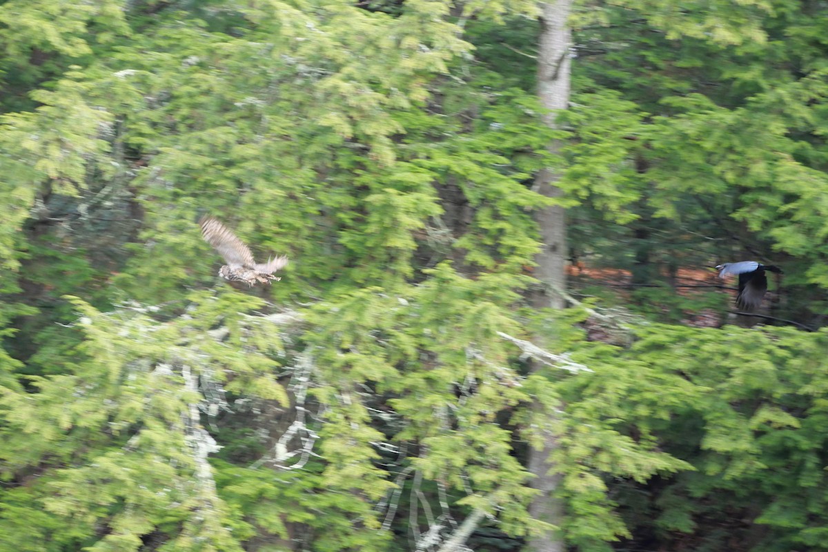 Búho Americano - ML645649009