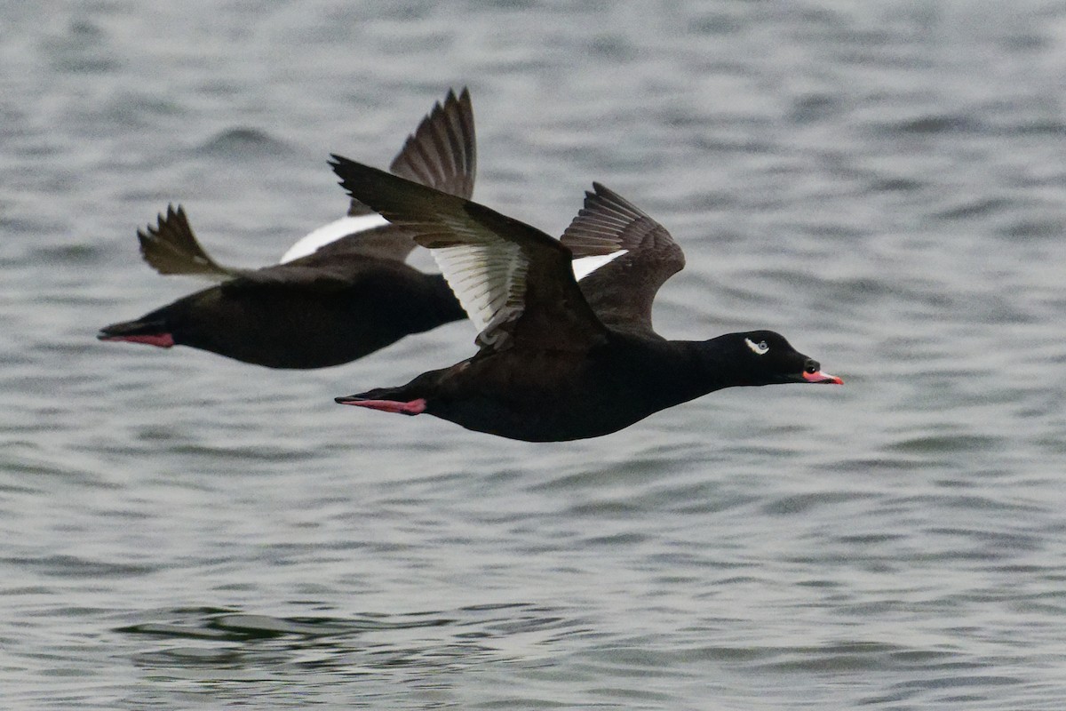 White-winged Scoter - ML645649013