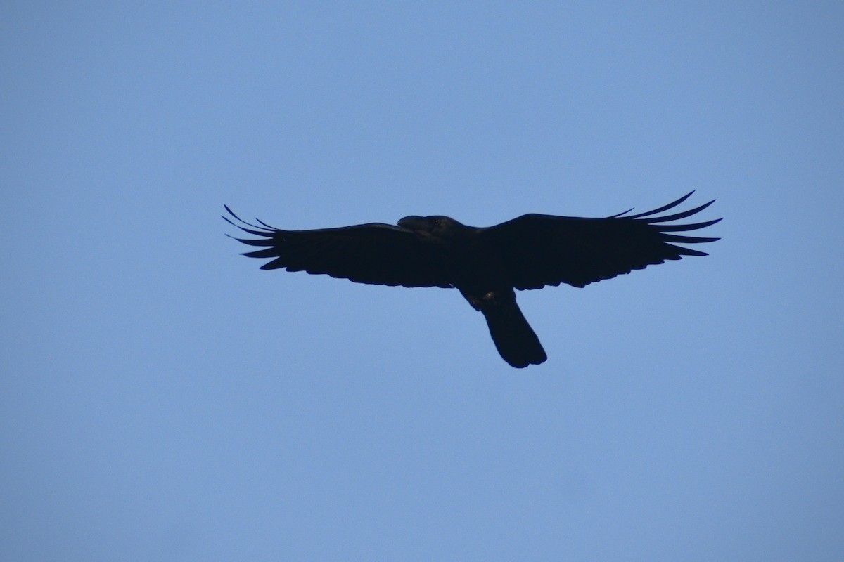 Large-billed Crow - ML645649037