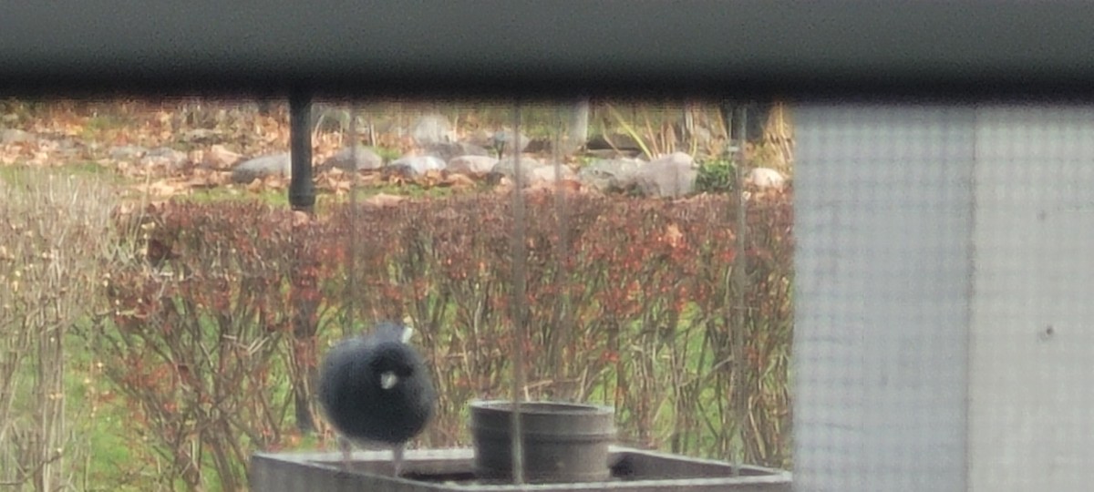 Dark-eyed Junco - ML645649045