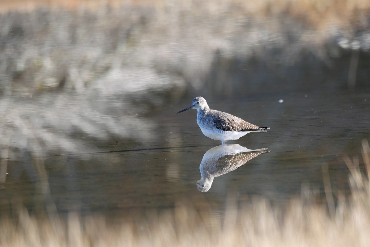 Archibebe Patigualdo Grande - ML645649047