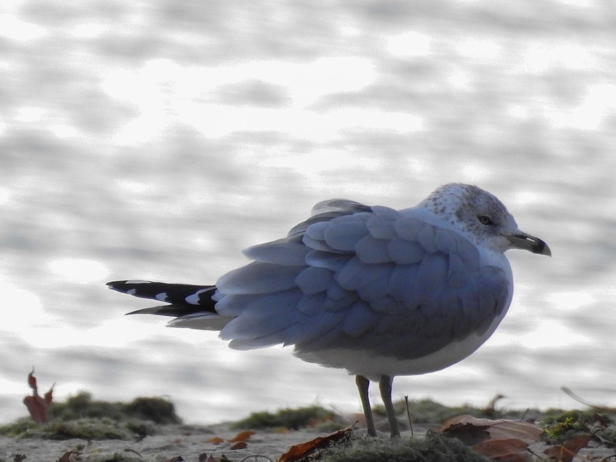 Ring-billed Gull - ML645649062