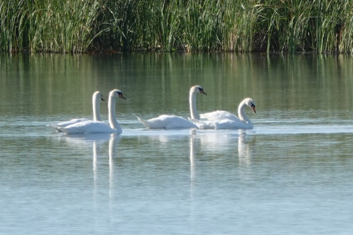 Mute Swan - ML645649063