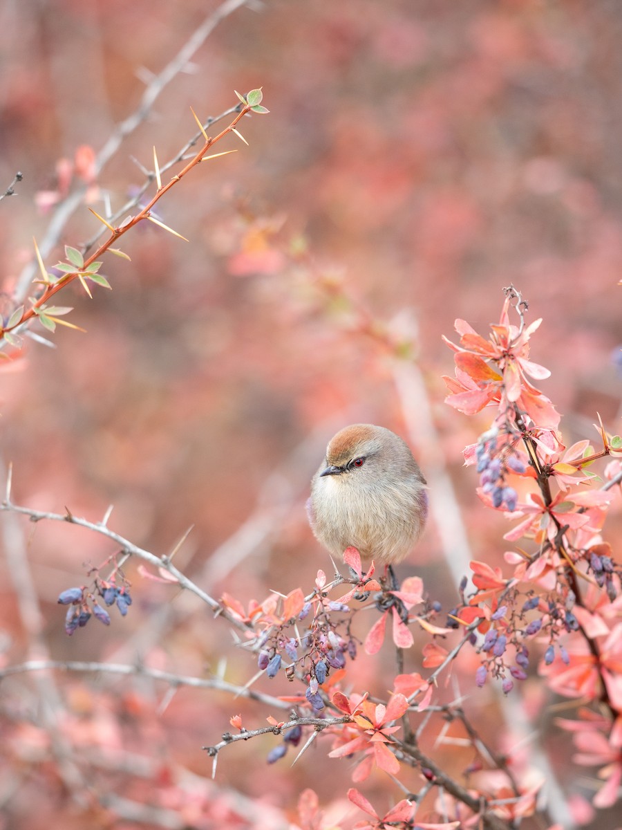 White-browed Tit-Warbler - ML645649065