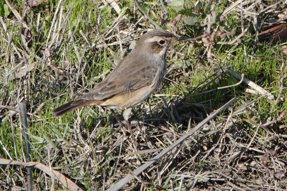 Bluethroat - ML645649069