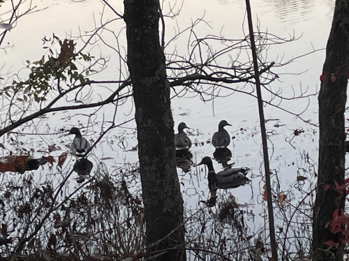 Mallard - ML645649070