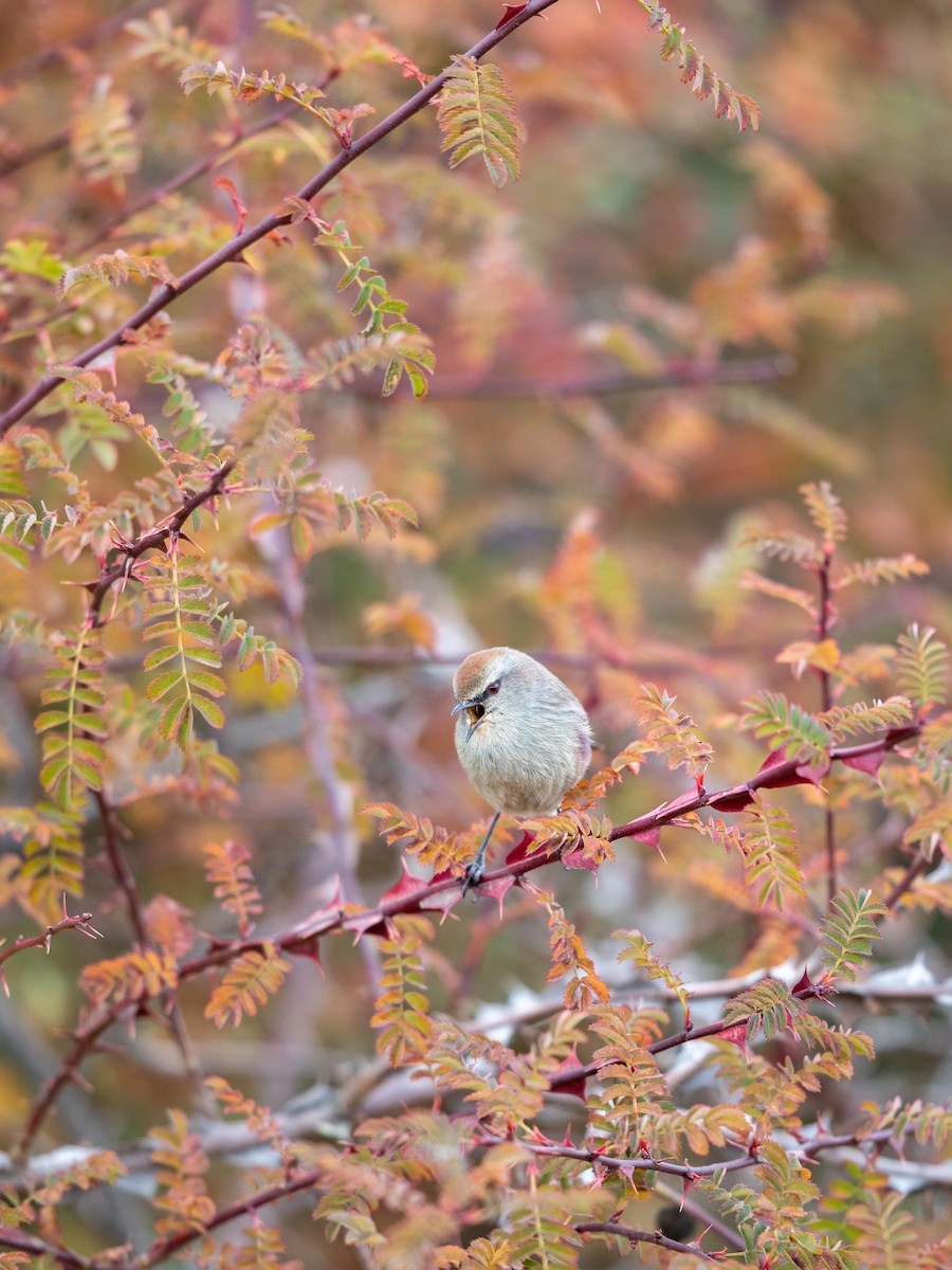 White-browed Tit-Warbler - ML645649072