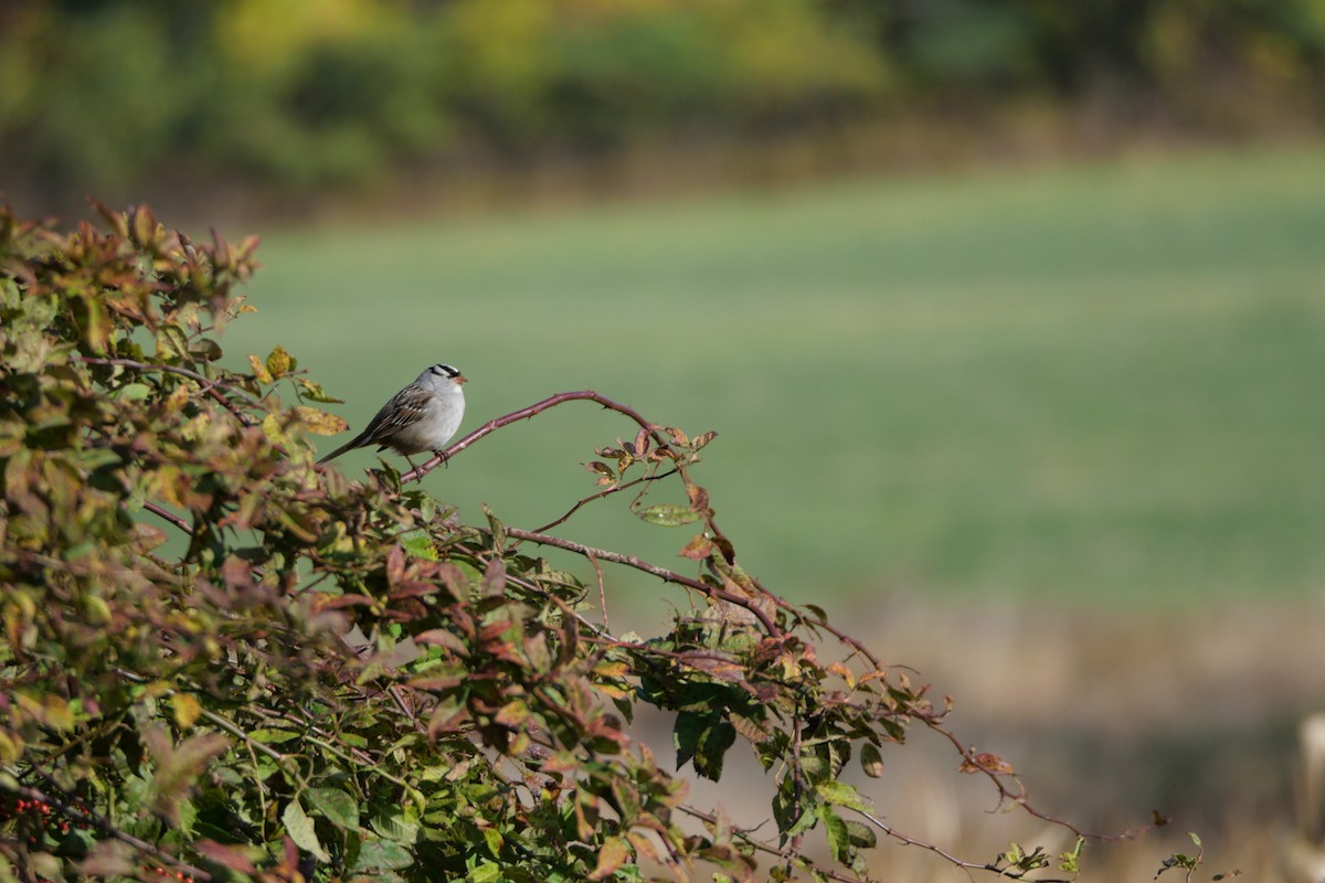 Chingolo Coroniblanco - ML645649073