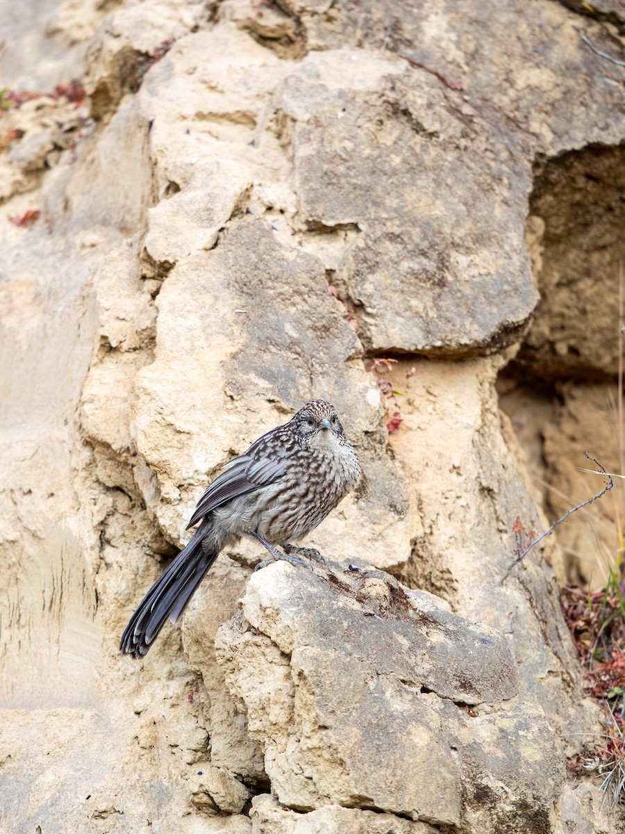 Giant Babax - ML645649078