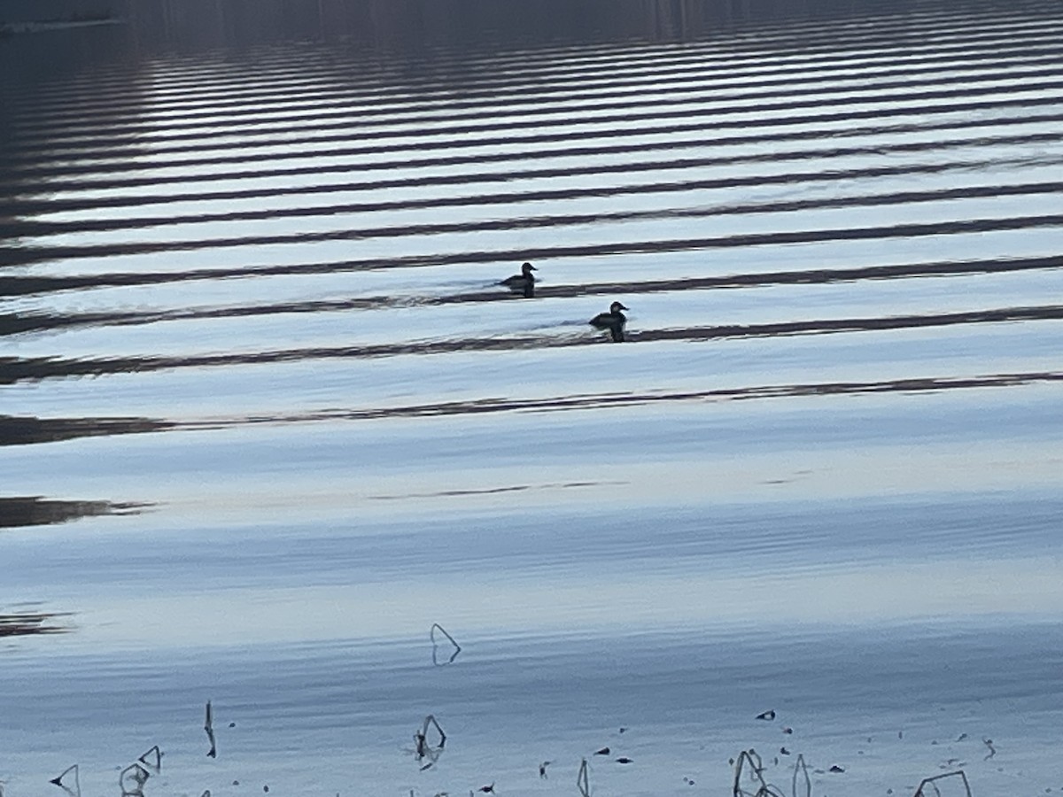 Ruddy Duck - ML645649079