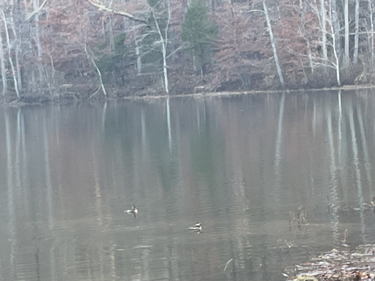 Ruddy Duck - ML645649080