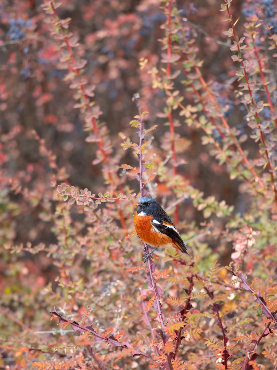 White-throated Redstart - ML645649084