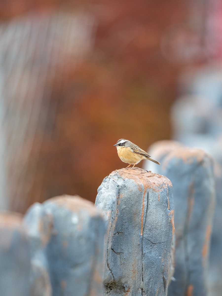 Brown Accentor - ML645649094