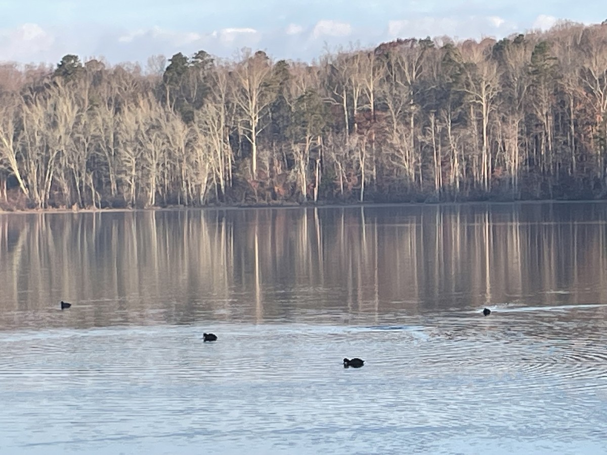 American Coot - ML645649095