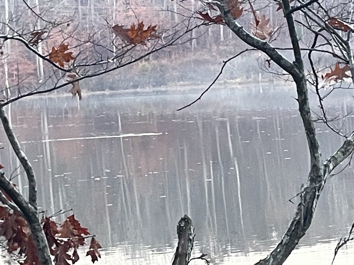 Beavers - ML645649106