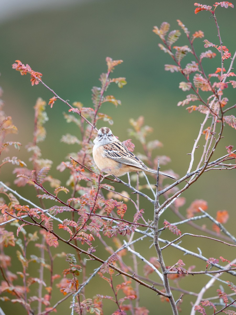 Godlewski's Bunting - ML645649107