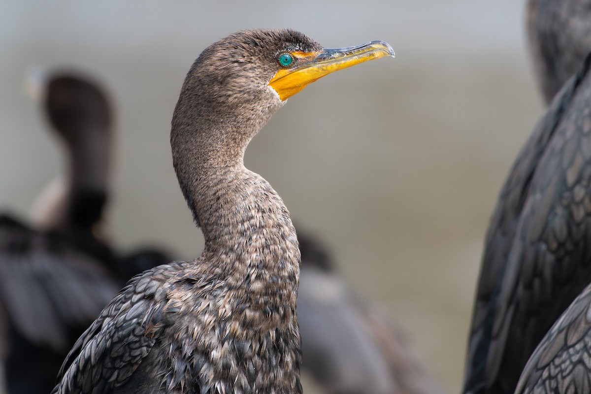 Cormoran à aigrettes - ML645649115