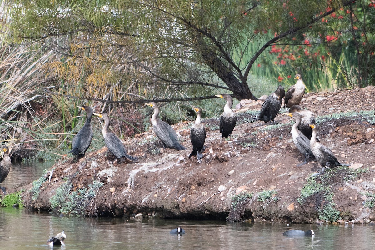 Cormoran à aigrettes - ML645649116