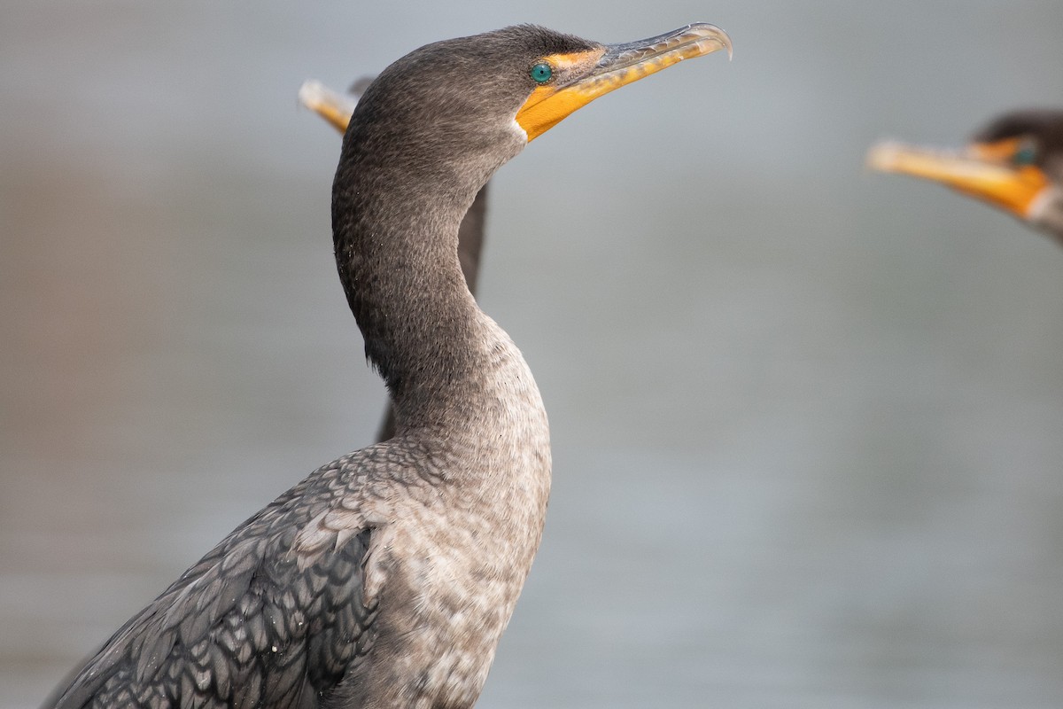 Cormoran à aigrettes - ML645649117
