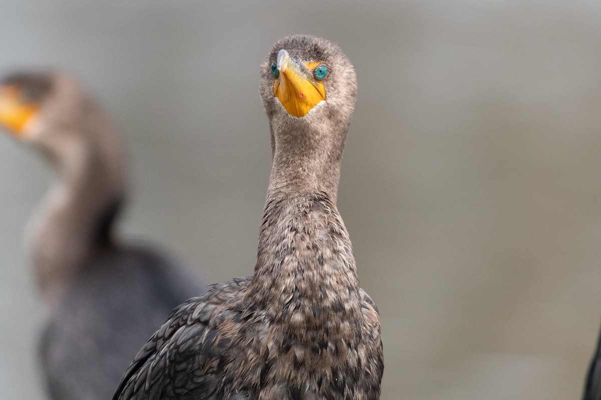 Cormoran à aigrettes - ML645649118