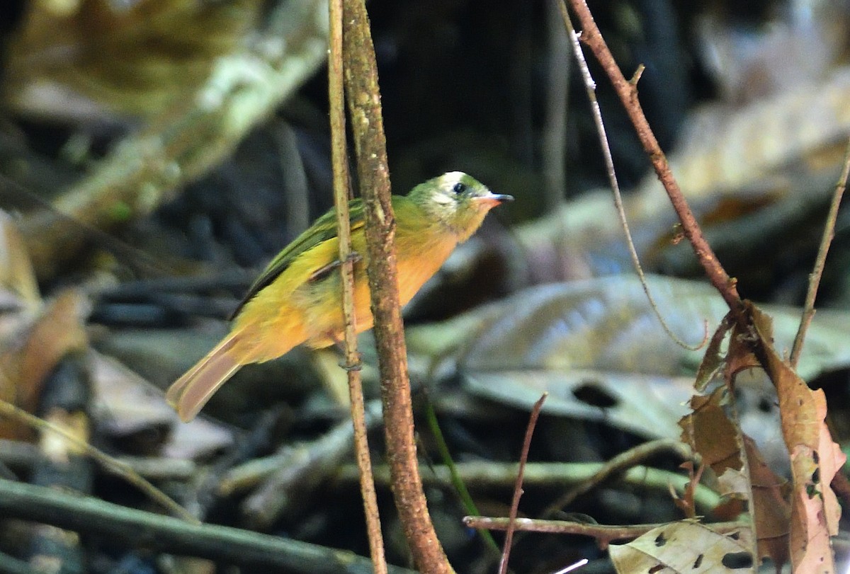 Ochre-bellied Flycatcher - ML645649151