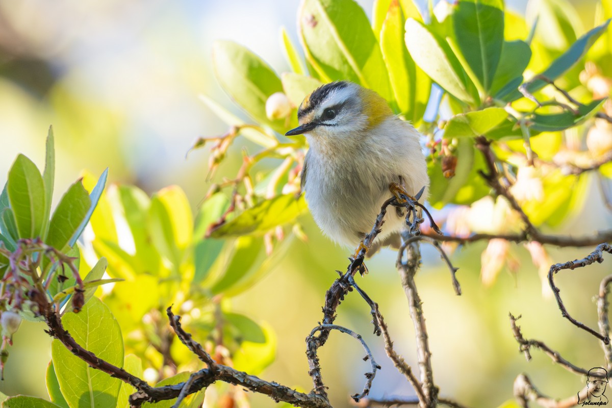 Common Firecrest - ML645649187