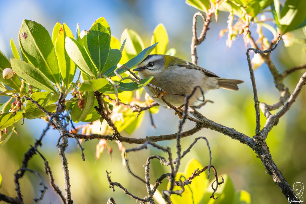 Common Firecrest - ML645649188