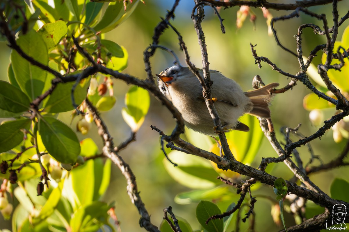 Common Firecrest - ML645649189