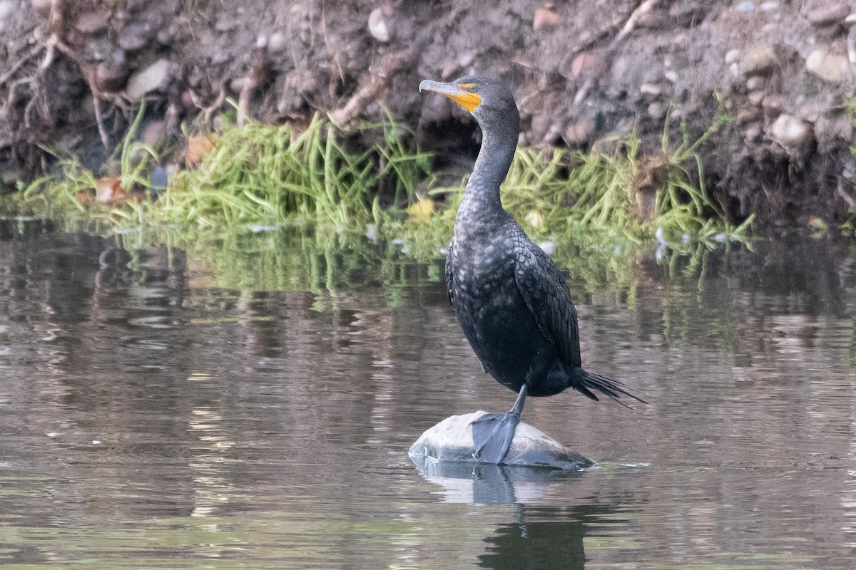 Cormoran à aigrettes - ML645649190