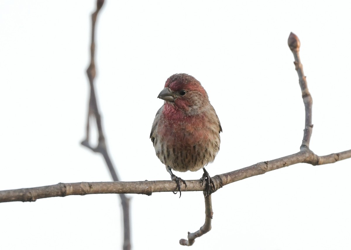 House Finch - ML645649198