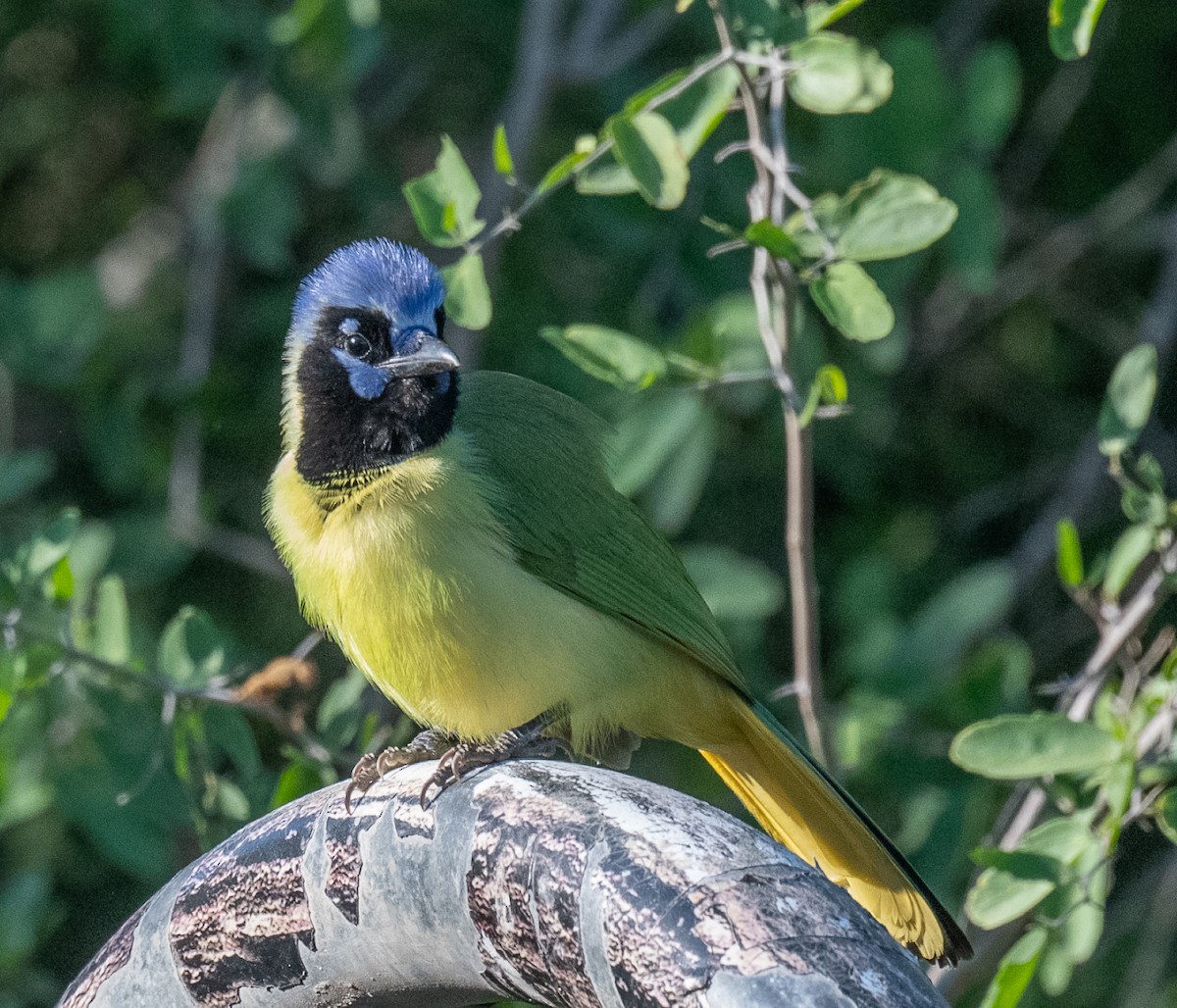 sojka zelenavá - ML645649207