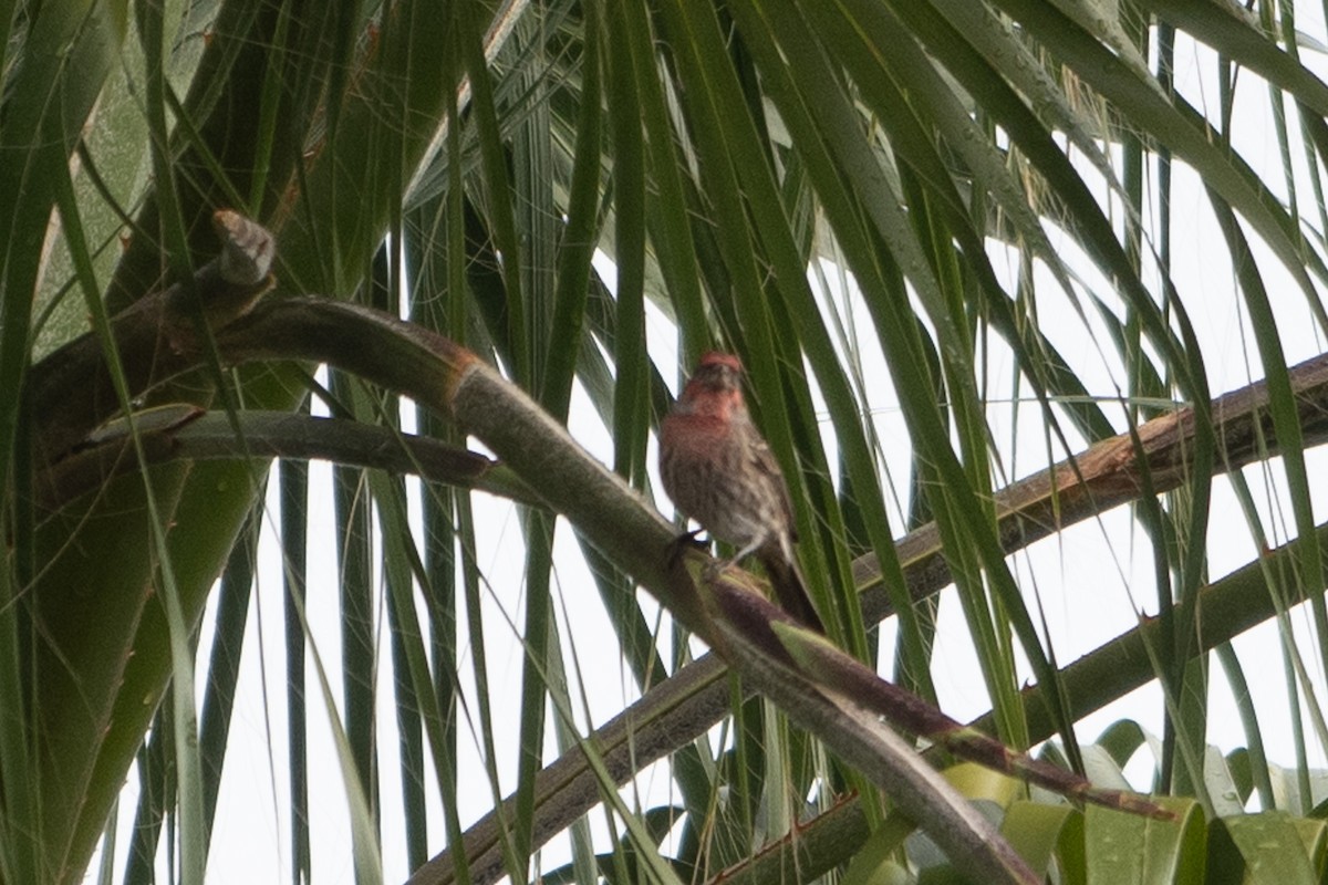 House Finch - ML645649219