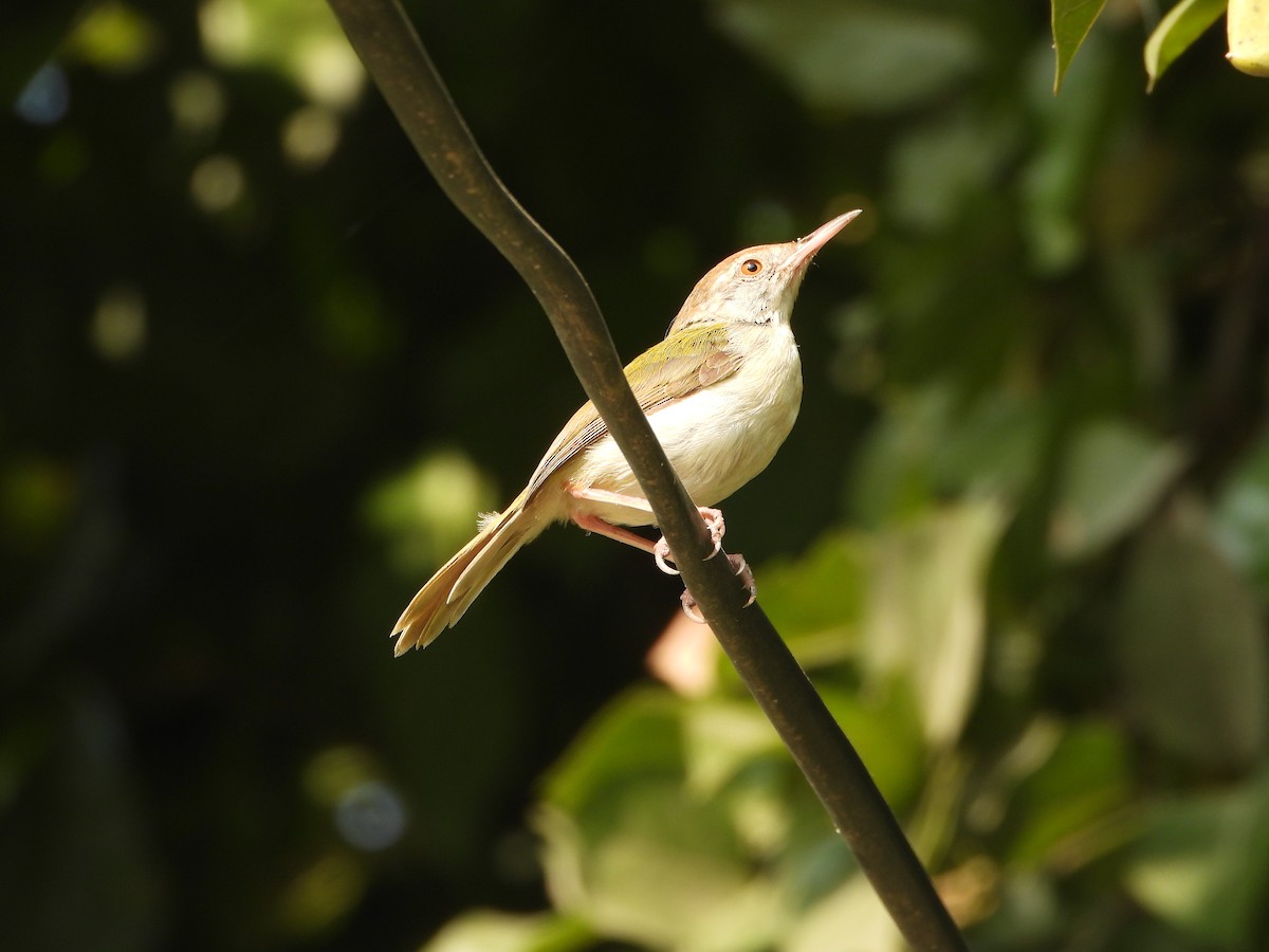 langstjertskredderfugl - ML645649234