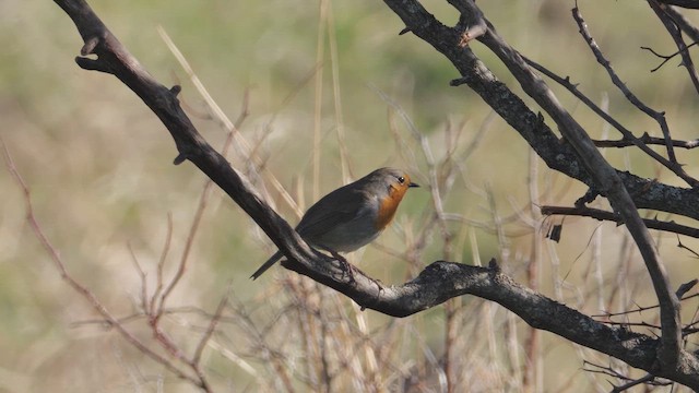 Вільшанка - ML645649239