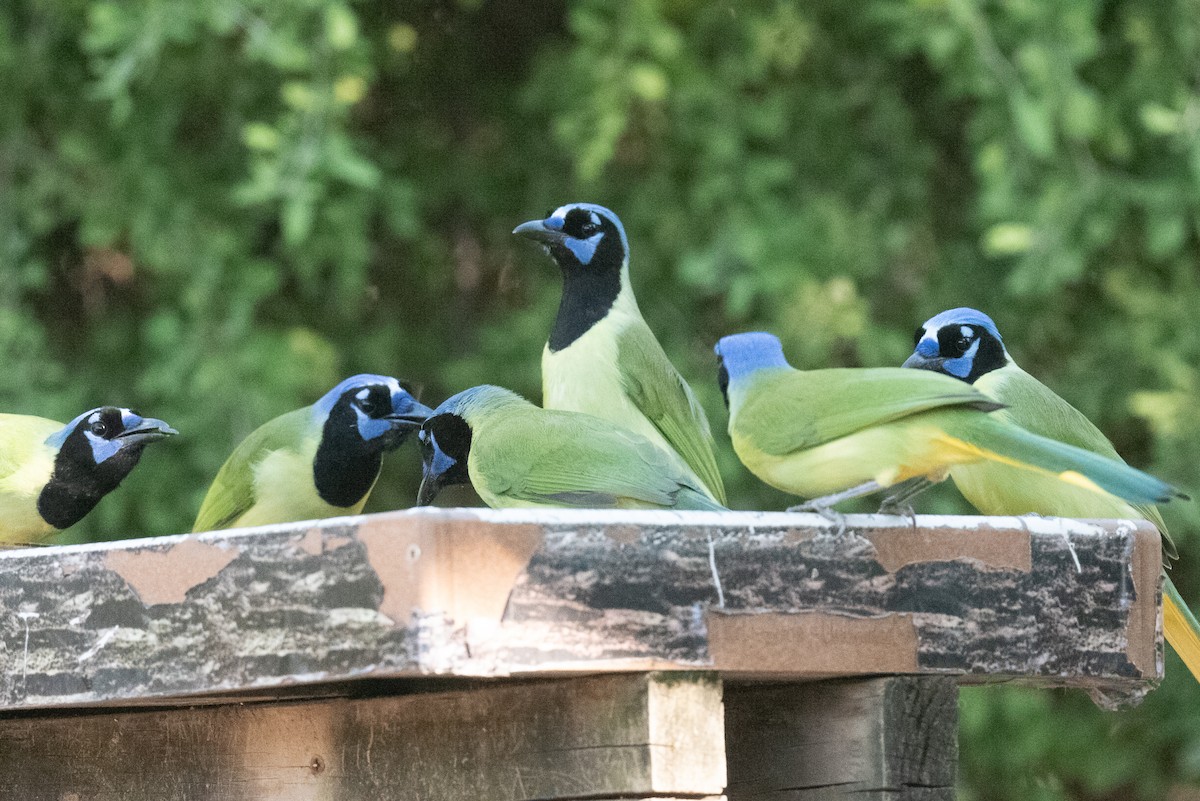 sojka zelenavá - ML645649249