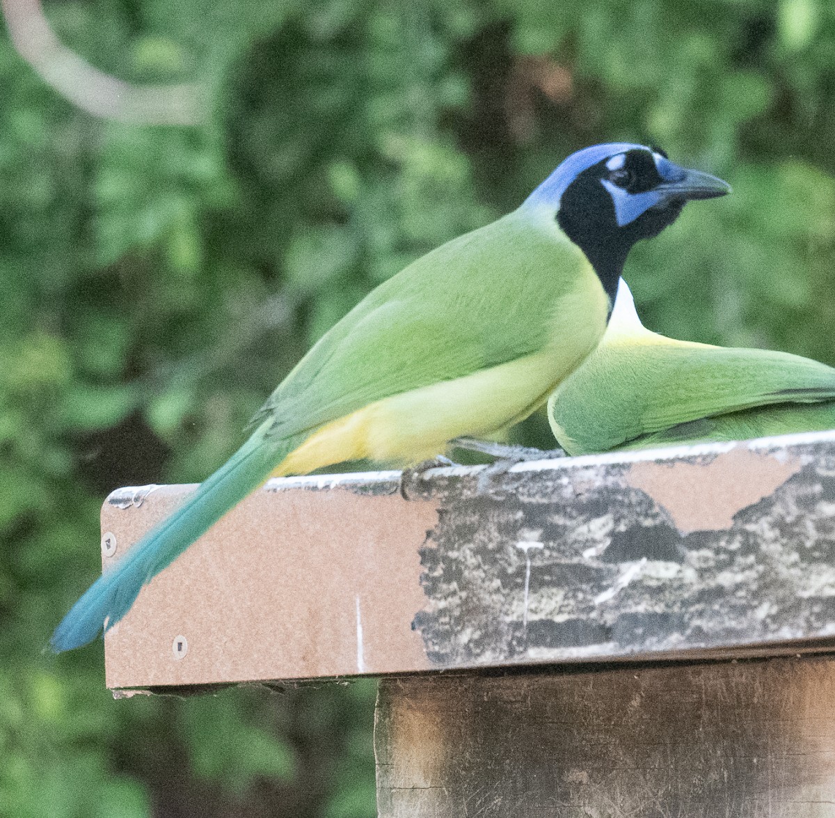 sojka zelenavá - ML645649253