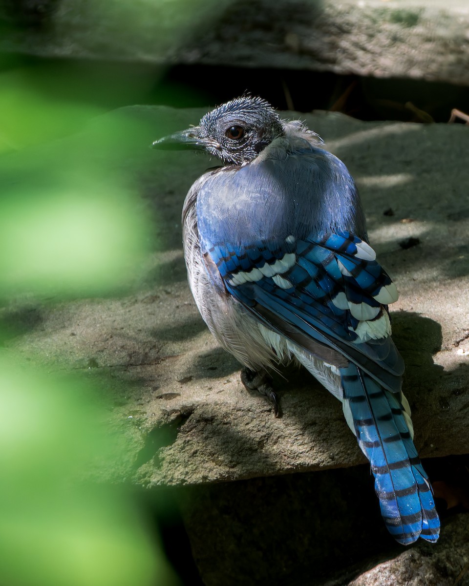 アオカケス - ML645649254