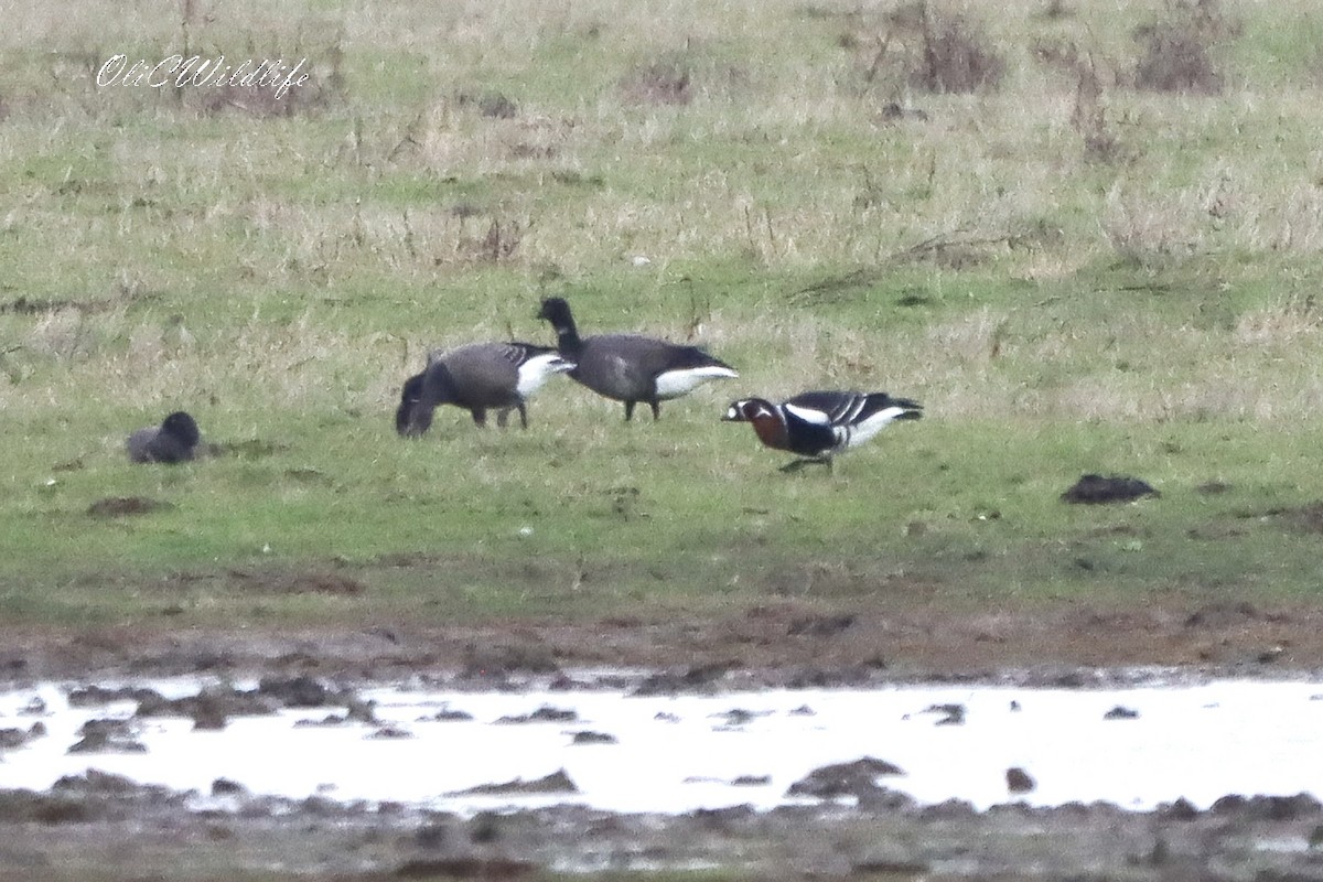 Red-breasted Goose - ML645649266
