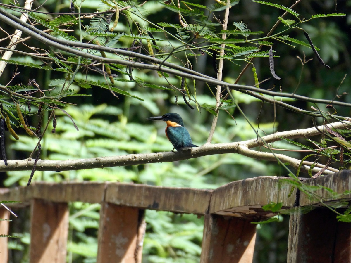 Erzfischer - ML645649270