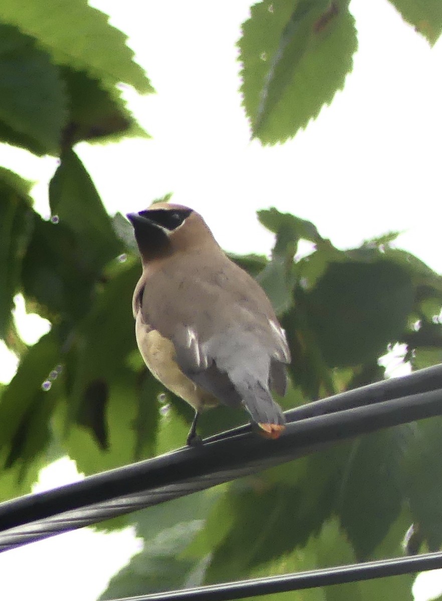Cedar Waxwing - ML645649273