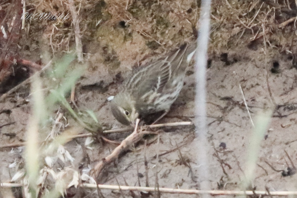 Water Pipit - ML645649283