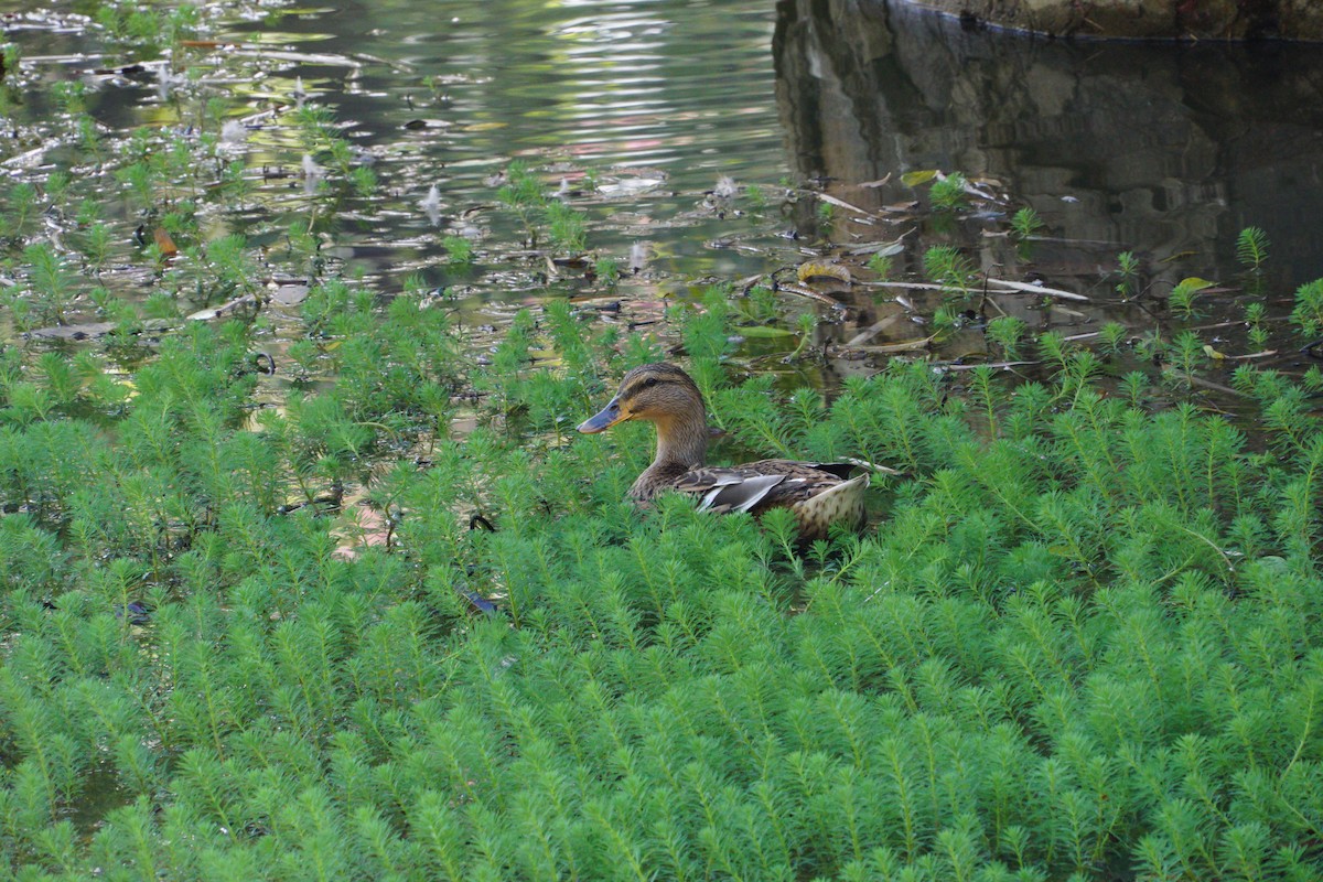 Mallard - ML645649290