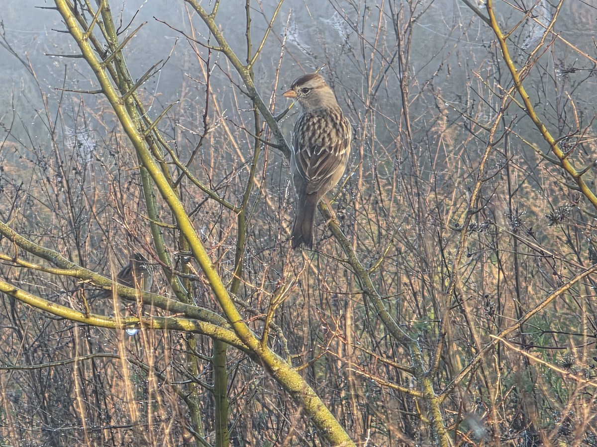 White-crowned Sparrow - ML645649293