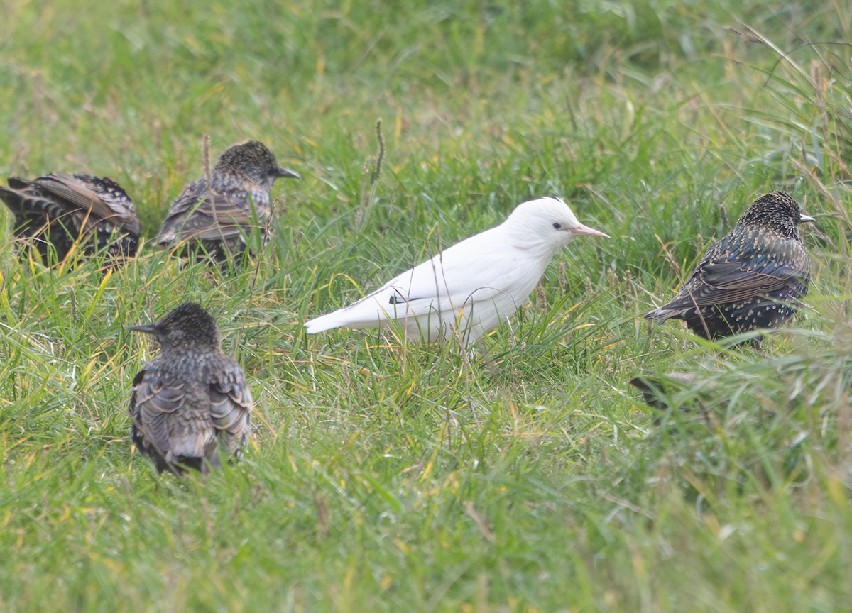 Шпак звичайний - ML645649297