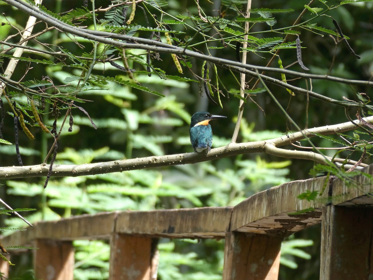 Erzfischer - ML645649298